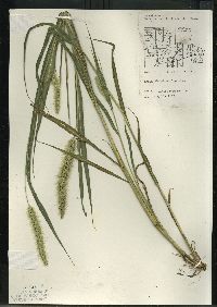 Setaria verticillata image