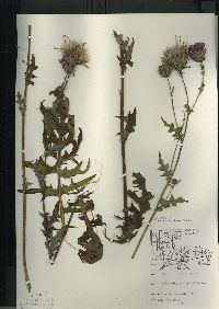 Cirsium muticum image