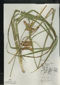 Carex comosa image