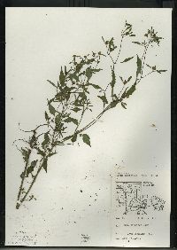 Bidens discoidea image