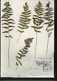 Thelypteris palustris var. pubescens image