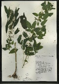 Urtica gracilis image