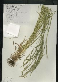 Sphenopholis intermedia image