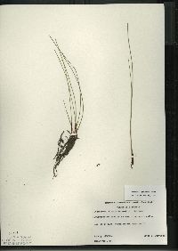 Eleocharis erythropoda image