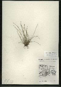 Eleocharis ovata image