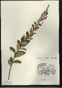 Spiraea tomentosa image