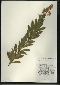 Spiraea alba image