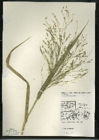 Panicum miliaceum image