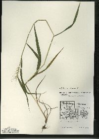 Elymus hystrix image