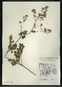 Thalictrum dasycarpum image