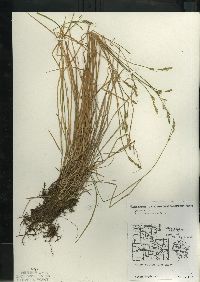 Carex bromoides subsp. bromoides image