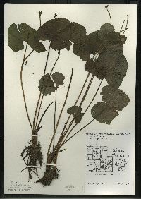 Caltha palustris image