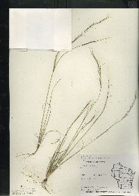 Aristida basiramea image