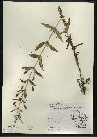 Mimulus ringens var. ringens image