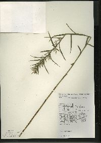 Dulichium arundinaceum var. arundinaceum image