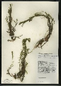 Elodea canadensis image