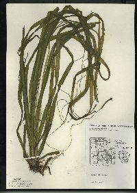 Vallisneria americana image