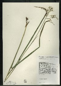 Glyceria canadensis image