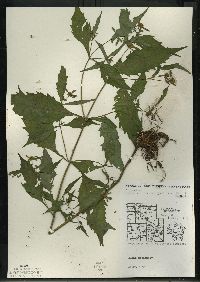 Bidens connata image