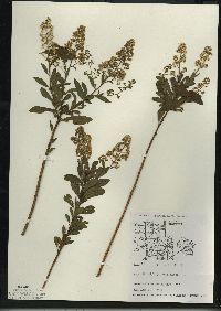 Spiraea alba image