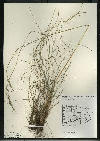 Festuca rubra image