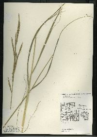 Spartina pectinata image