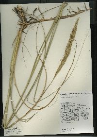 Spartina pectinata image