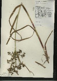 Scirpus microcarpus image