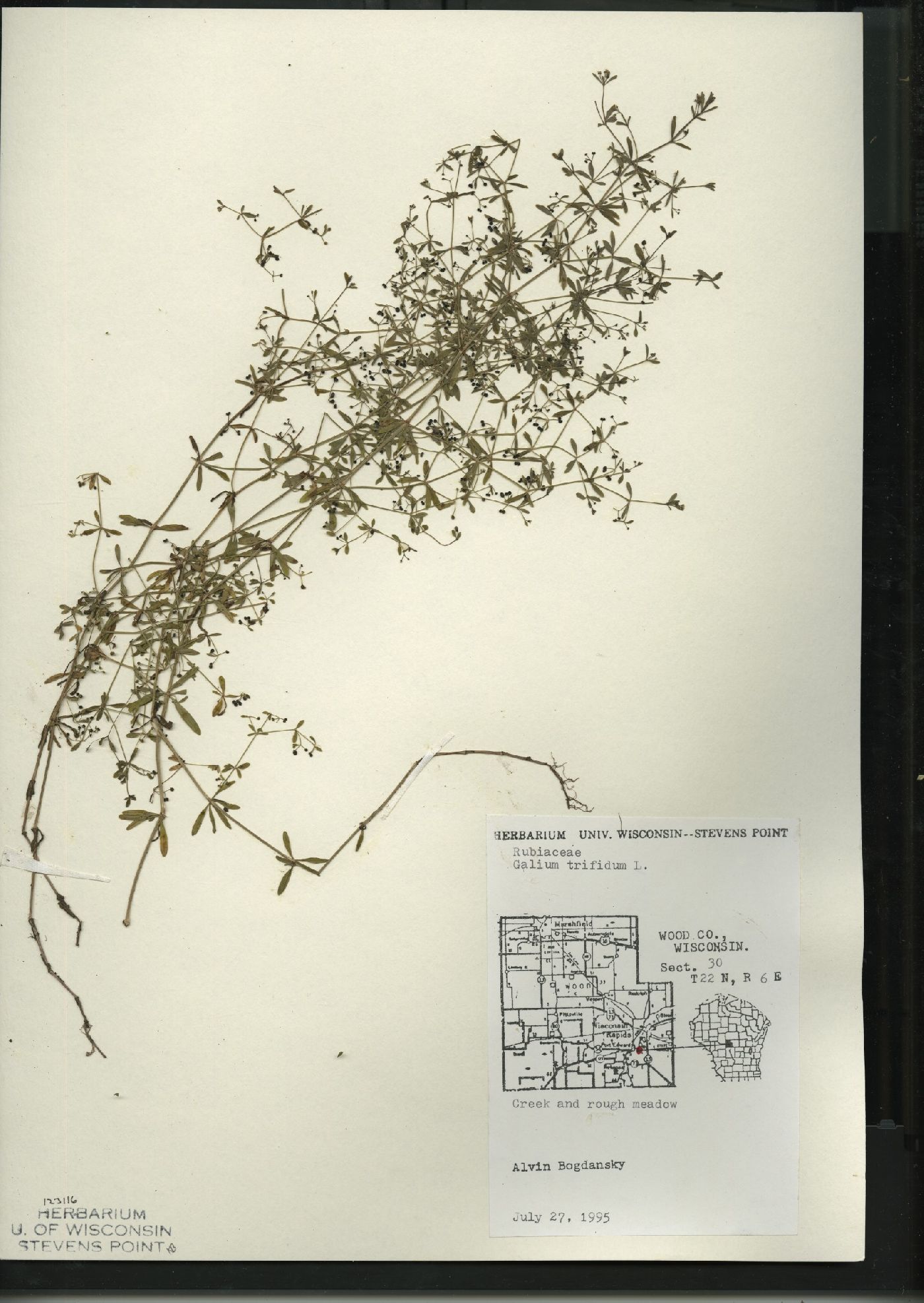 Galium trifidum subsp. trifidum image