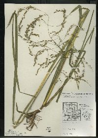 Glyceria canadensis image