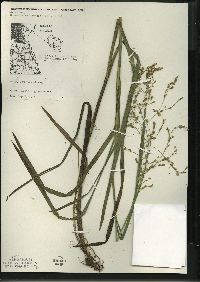 Glyceria canadensis image