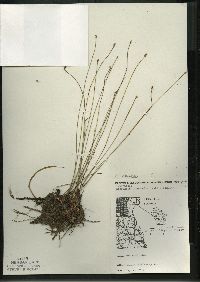 Eleocharis elliptica image