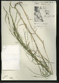 Muhlenbergia mexicana image