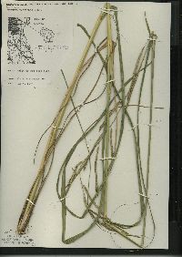 Spartina pectinata image