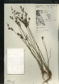 Juncus brevicaudatus image