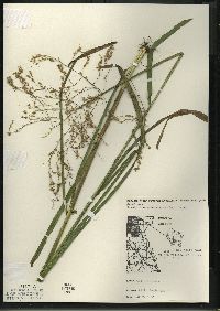 Glyceria canadensis image