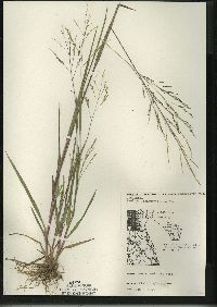 Panicum dichotomiflorum subsp. dichotomiflorum image