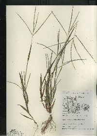 Digitaria ischaemum image