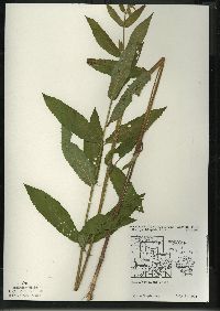 Stachys tenuifolia image