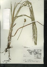 Carex stipata var. stipata image