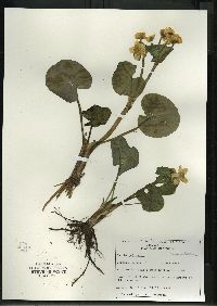 Caltha palustris image