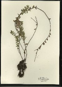 Vaccinium macrocarpon image