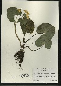 Caltha palustris image