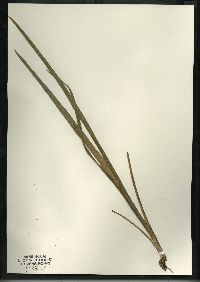 Iris versicolor image