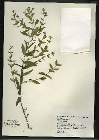 Scutellaria galericulata image