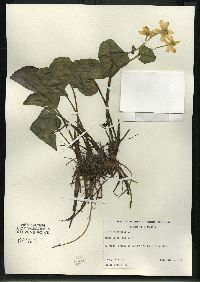 Caltha palustris image