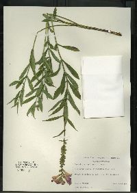 Physostegia virginiana image