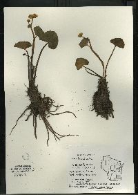 Caltha palustris image