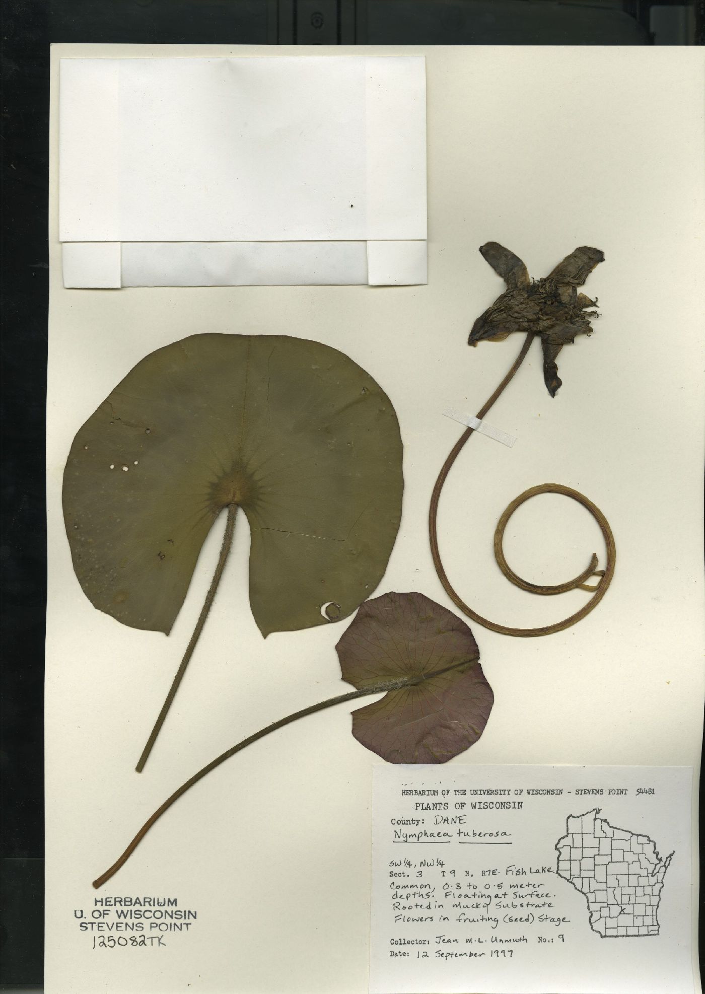 Nymphaea odorata subsp. tuberosa image