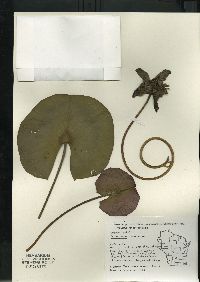 Nymphaea odorata subsp. tuberosa image